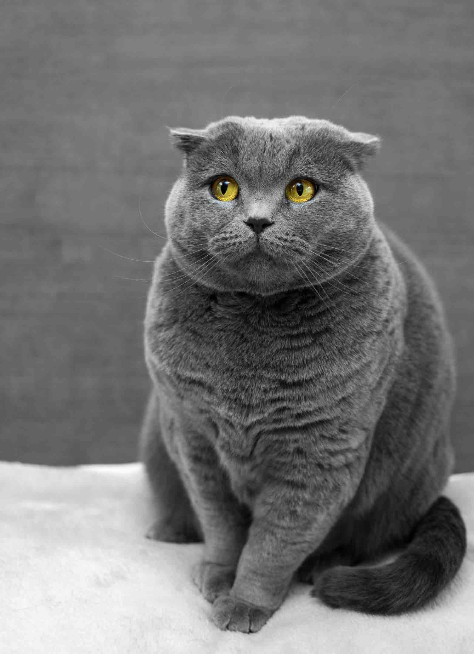 A grey cat